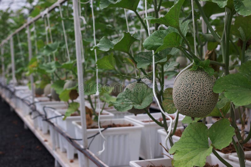 Fresh Big Green Melon Fruit Stock Image Image of vitamins, fresh