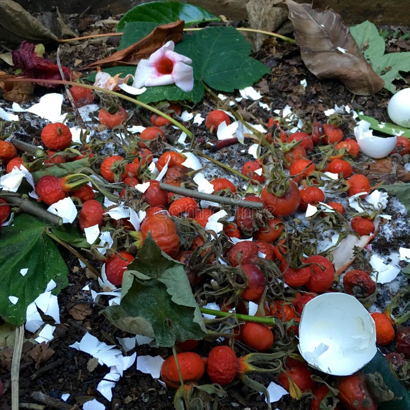 Fresh Bio Waste and Compost with Rose Hips Stock Image Image of pile