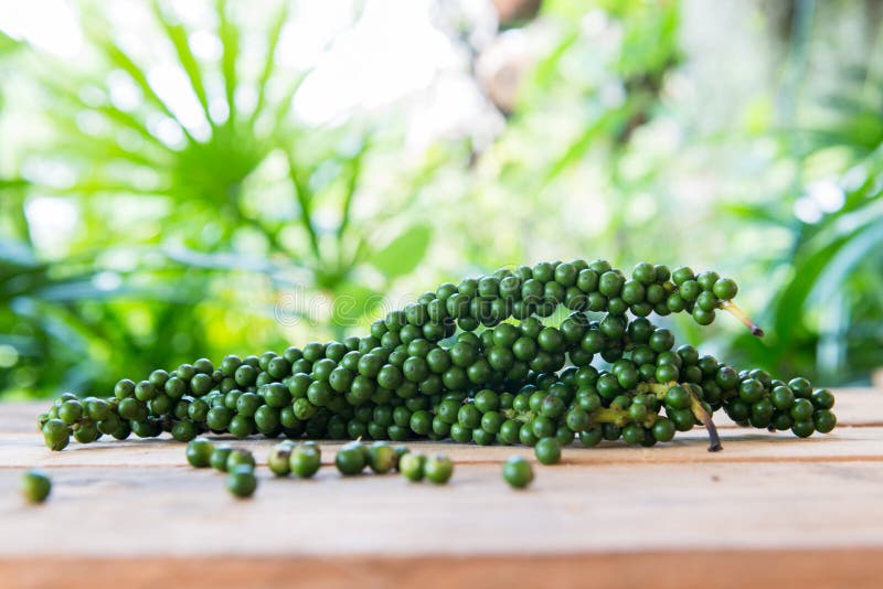Fresh Black Pepper on Green Background Stock Photo Image of cooking, natural 130522836