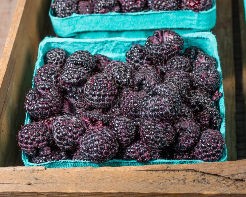 298 Picked Juicy Black Raspberries Stock Photos Free & RoyaltyFree