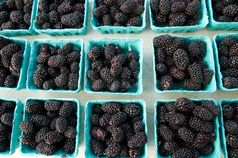 Fresh blackberries stock photo. Image of blackberry, sweet 15747618