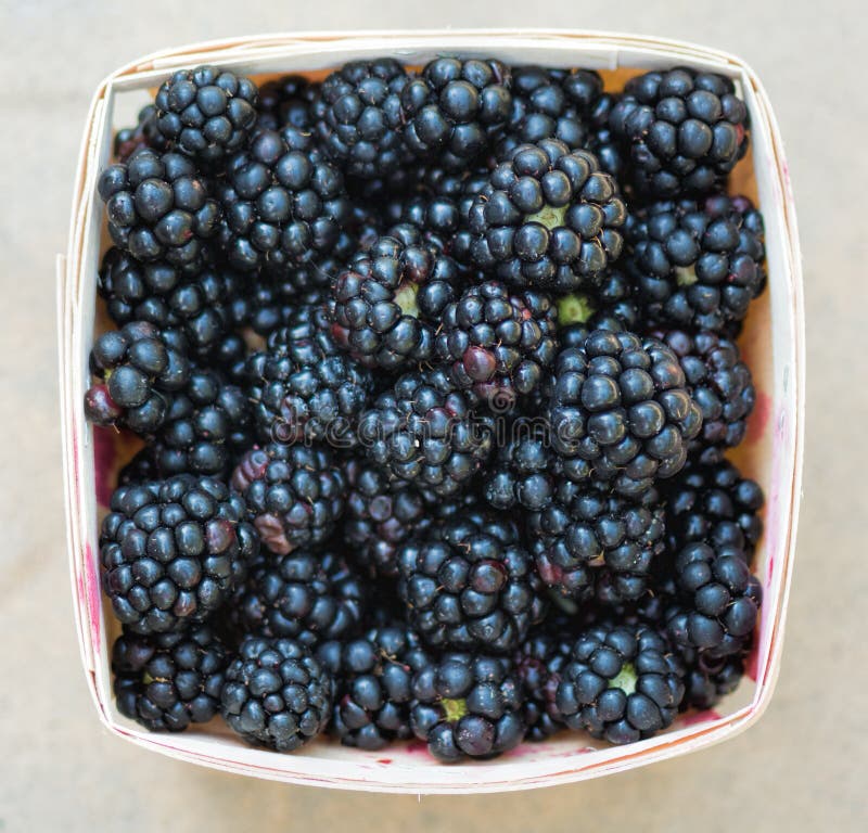 Fresh Blackberries stock image. Image of fresh, healthy 37510075