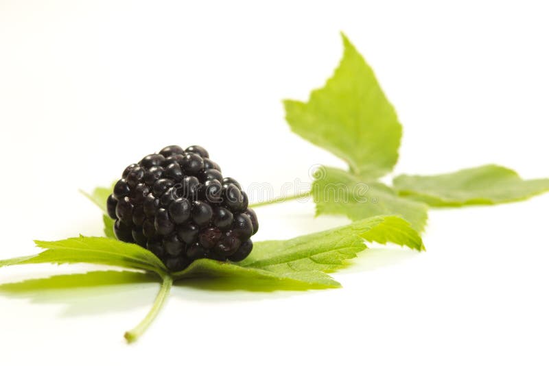 Fresh Blackberry and Leaf on White Stock Photo Image of concept