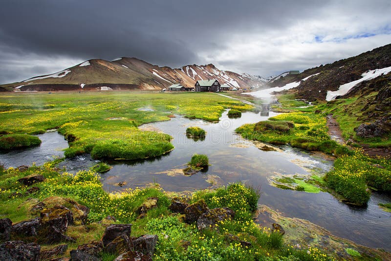 Fresh blooming flowers in Landmannalaugar, Iceland stock image Fresh blooming flowers in Landmannalaugar, Iceland stock image