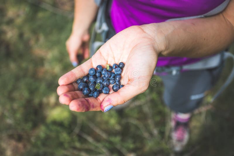Fresh blue berries in the hand of a young woman: collecting while hiking on the mountains stock image Fresh blue berries in the hand of a young woman: collecting while hiking on the mountains stock image