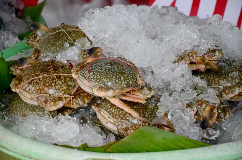 blue crab for sale blue crab for sale