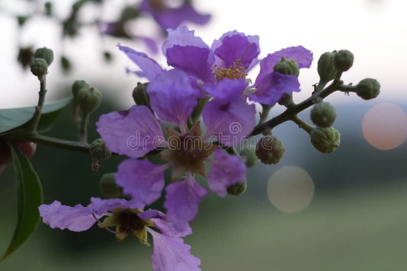 Fresh Blue Flowers of Summer in Maharashtra India Stock Image - Image ...