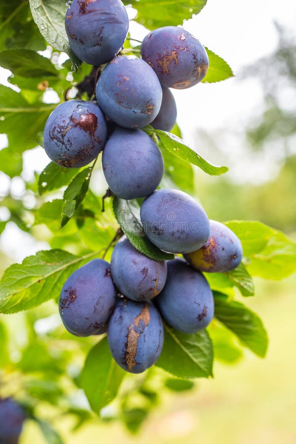 Blue plums stock photo. Image of healthy, smooth, wild 16382880
