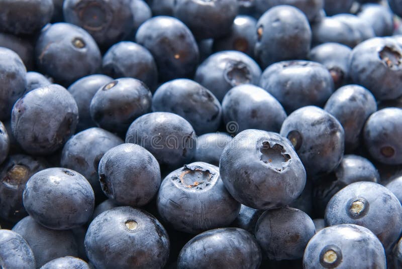 Fresh blueberries stock image. Image of freshness, delicious 10500189