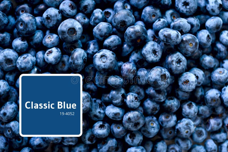 Fresh blueberries background with copy space for your text. Border design. Vegan and vegetarian concept. Macro texture of blueberry berries. Summer healthy food.