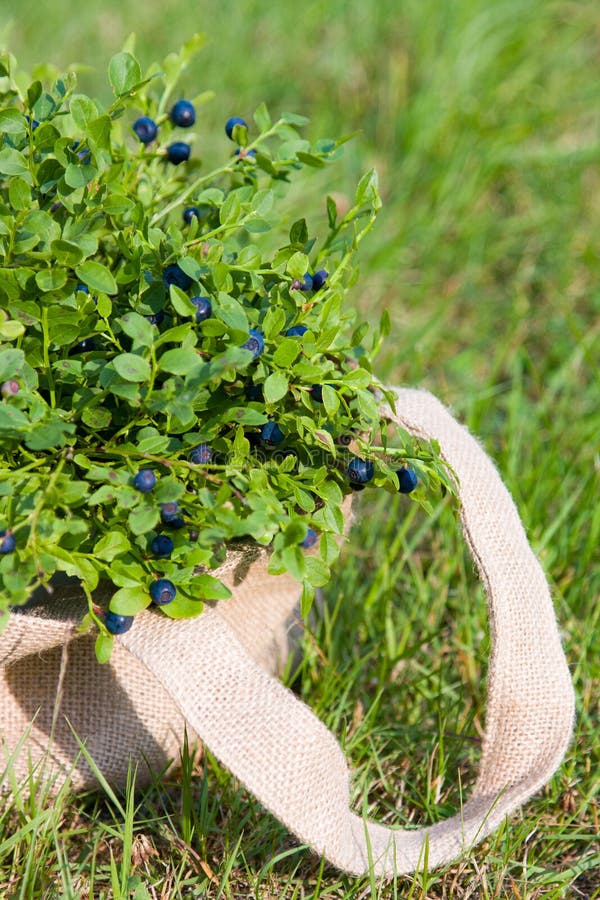 Fresh Blueberries in Bag in Summer Stock Photo Image of branch