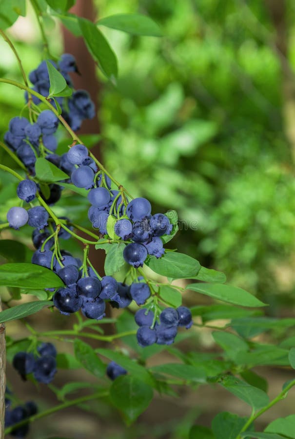 Fresh Blueberry on the Tree Stock Photo Image of outdoors, colors
