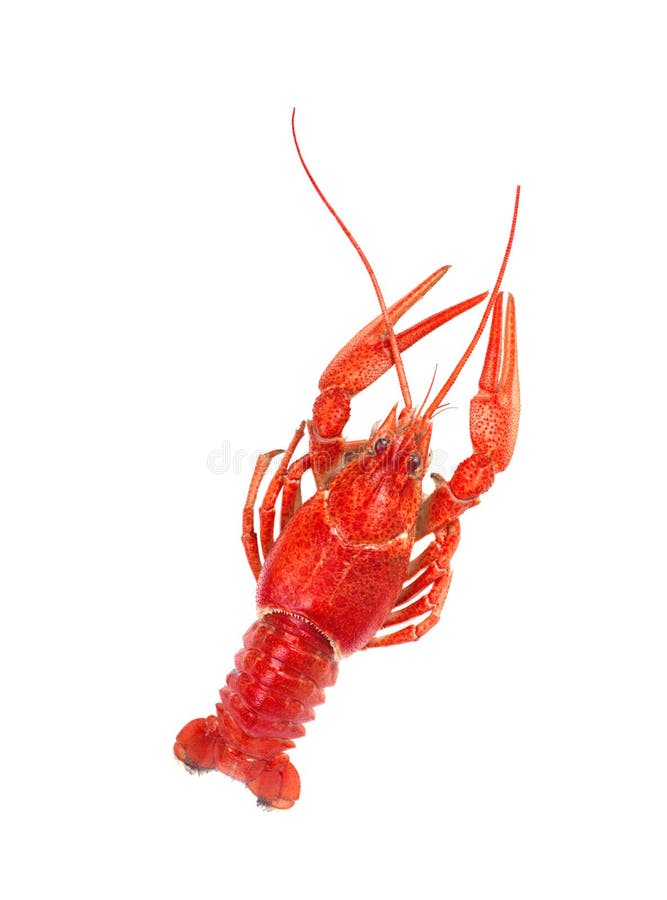 Fresh boiled red crayfish isolated on white background. Top view