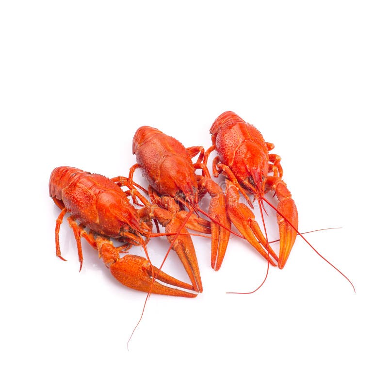 Fresh boiled red crayfish on white background.