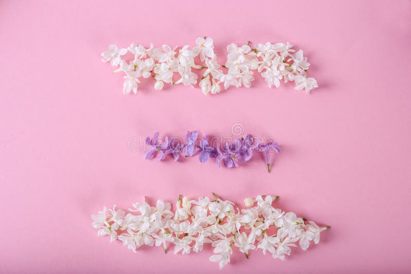 Những cánh hoa mộc lan màu tím càng khiến cho bức tranh thiên nhiên trở nên đẹp đến ngỡ ngàng. Hãy cùng điểm qua những bức ảnh tuyệt đẹp về loài hoa cổ động này.