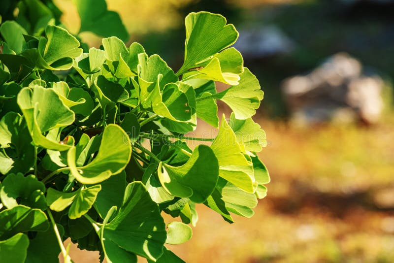 Čerstvé jasně zelené listy ginkgo biloba. Přírodní listí textury pozadí. Větve stromu ginkgo v botanické zahradě