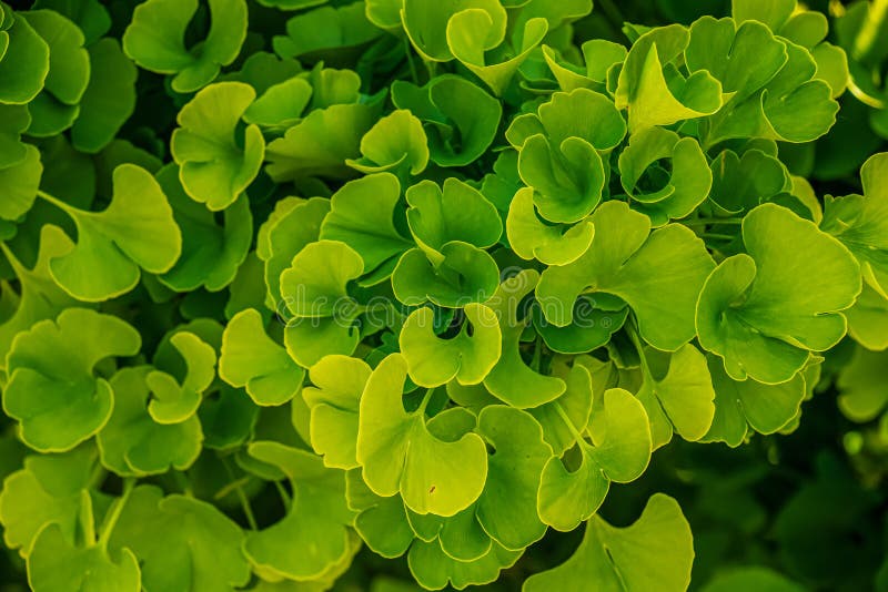 Fresh bright green leaves of ginkgo biloba. Natural foliage texture background. Branches of a ginkgo tree in the botanical garden