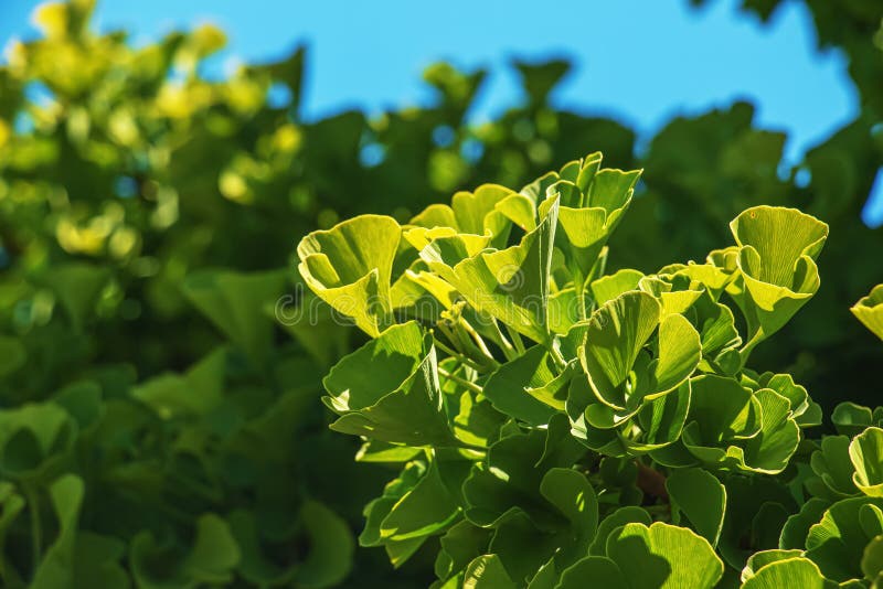 Čerstvé jasně zelené listy ginkgo biloba. Přírodní listí textury pozadí. Větve stromu ginkgo v botanické zahradě