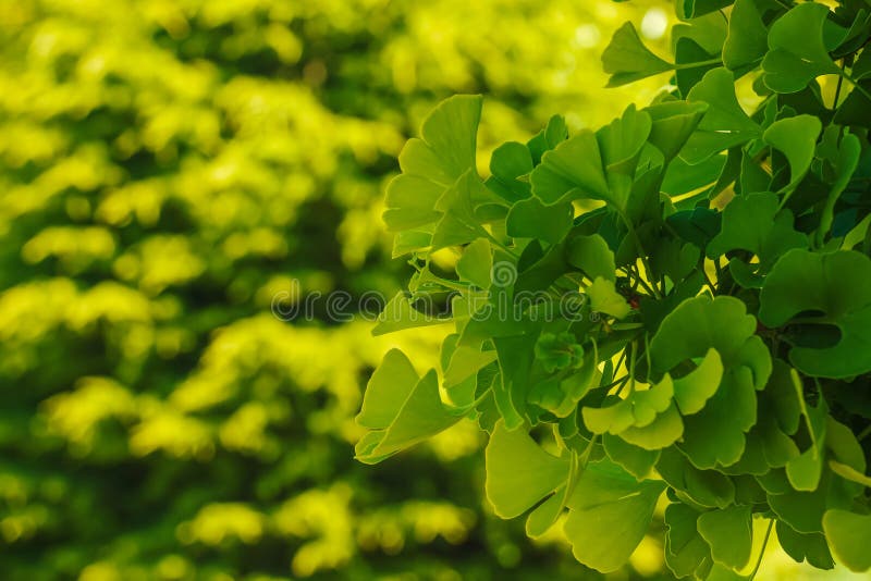 Čerstvé jasně zelené listy ginkgo biloba. Přírodní listí textury pozadí. Větve stromu ginkgo v botanické zahradě