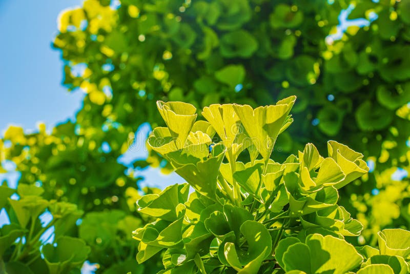 Čerstvé jasně zelené listy ginkgo biloba. Přírodní listí textury pozadí. Větve stromu ginkgo v botanické zahradě