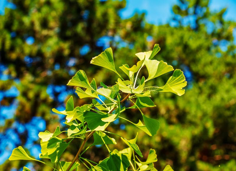 Čerstvé jasně zelené listy ginkgo biloba. Přírodní listí textury pozadí. Větve stromu ginkgo v botanické zahradě