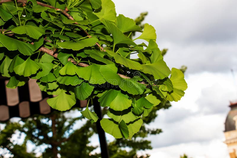 Fresh bright green leaves of ginkgo biloba. Natural leaf texture background. Branches of a ginkgo tree in Nitra in Slovakia. Latin
