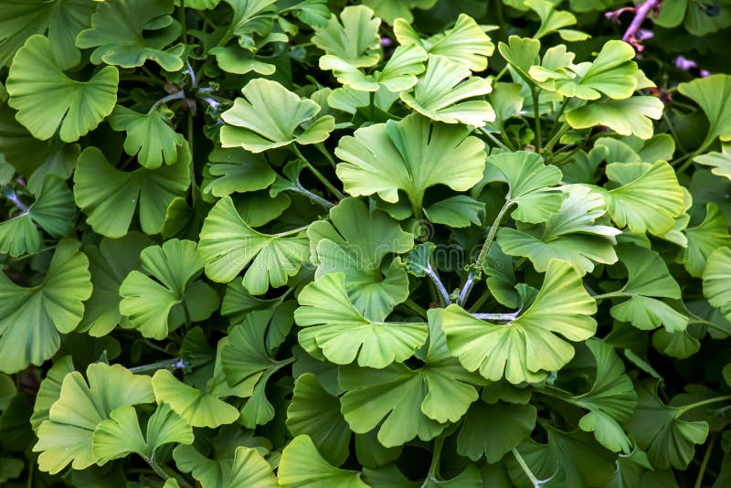 Čerstvé jasně zelené listy ginkgo biloba. Přírodní list textury pozadí. Větve stromu ginkgo v Nitře na Slovensku. latina