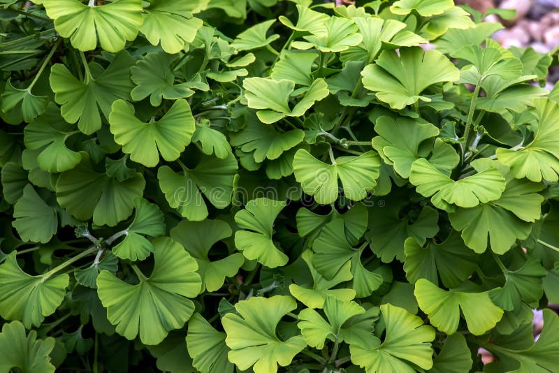 Čerstvé jasně zelené listy ginkgo biloba. Přírodní list textury pozadí. Větve stromu ginkgo v Nitře na Slovensku. latina