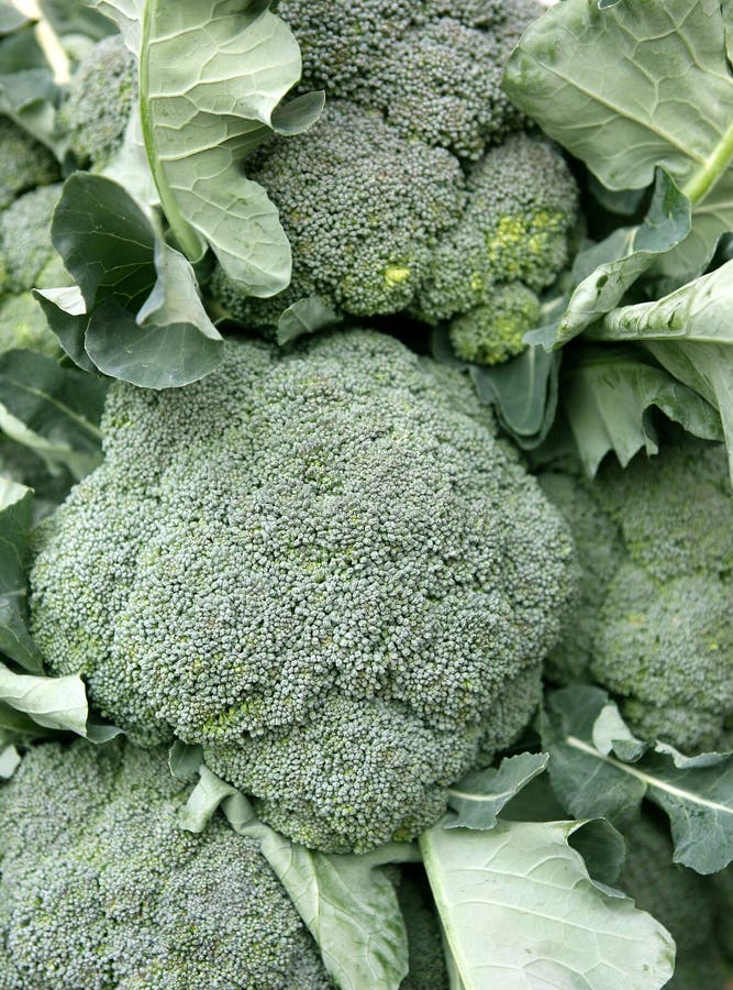 Download Fresh broccoli stock photo. Image of health, iron, brocolli - 456832