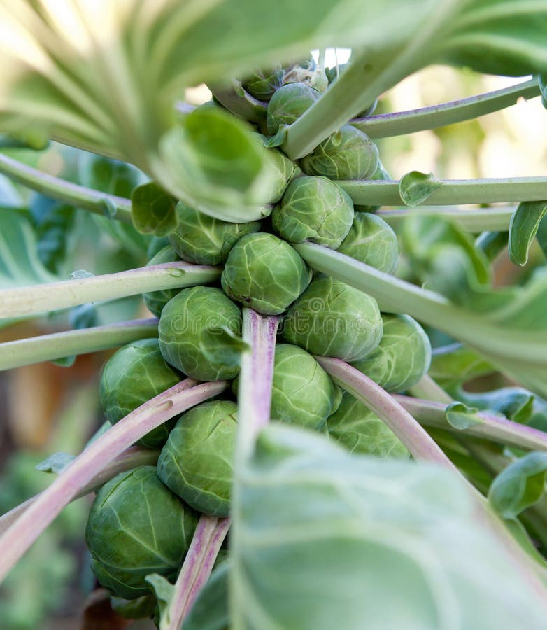 Brussel Sprout Plant with Water Droplets Stock Image Image of brussel