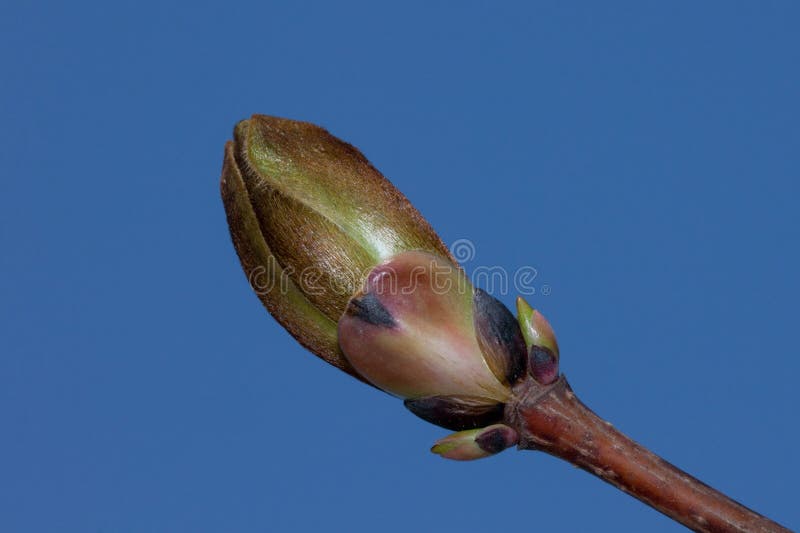 Fresh bud of blossoming canadian maple close up. Acer nigrum or black maple. Isolated on blue background. Awakening of nature