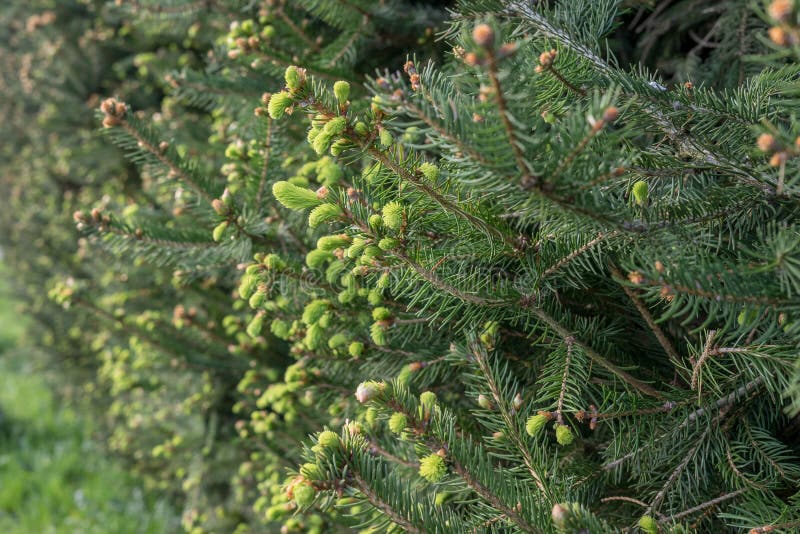Fresh buds on fir branches in spring royalty free stock photo