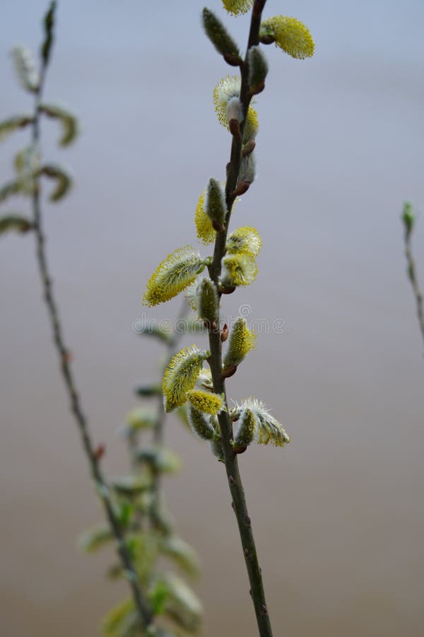 Fresh buds in Morarilor Park stock photos
