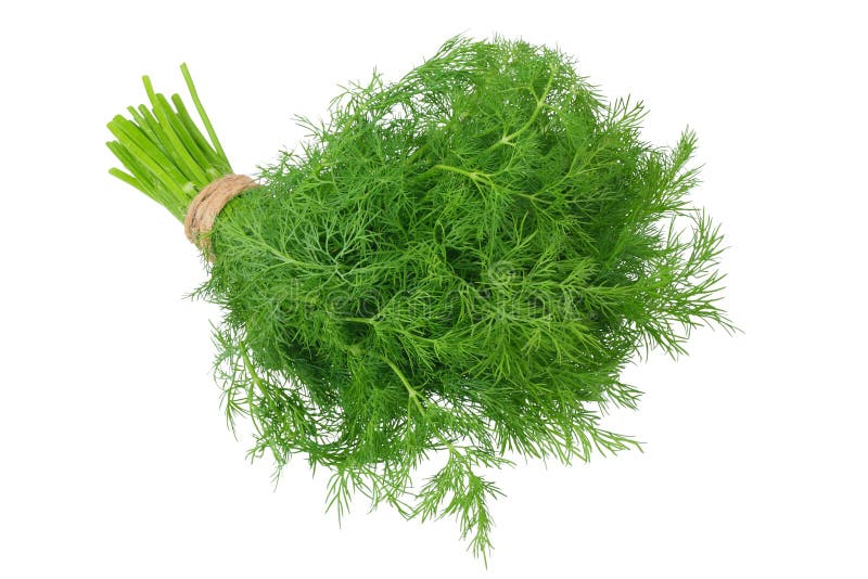 Fresh Bunch of Dill Isolated on White Background Stock Photo Image of