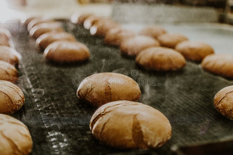 Fresh Buns from the Oven. Conveyor with Bread. Baking Bread.