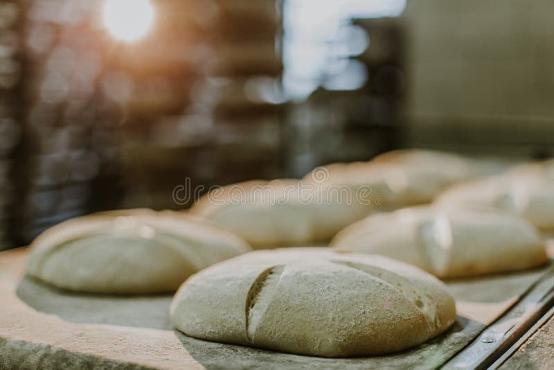 Fresh Buns from the Oven. Conveyor with Bread. Baking Bread. for Production of Bread