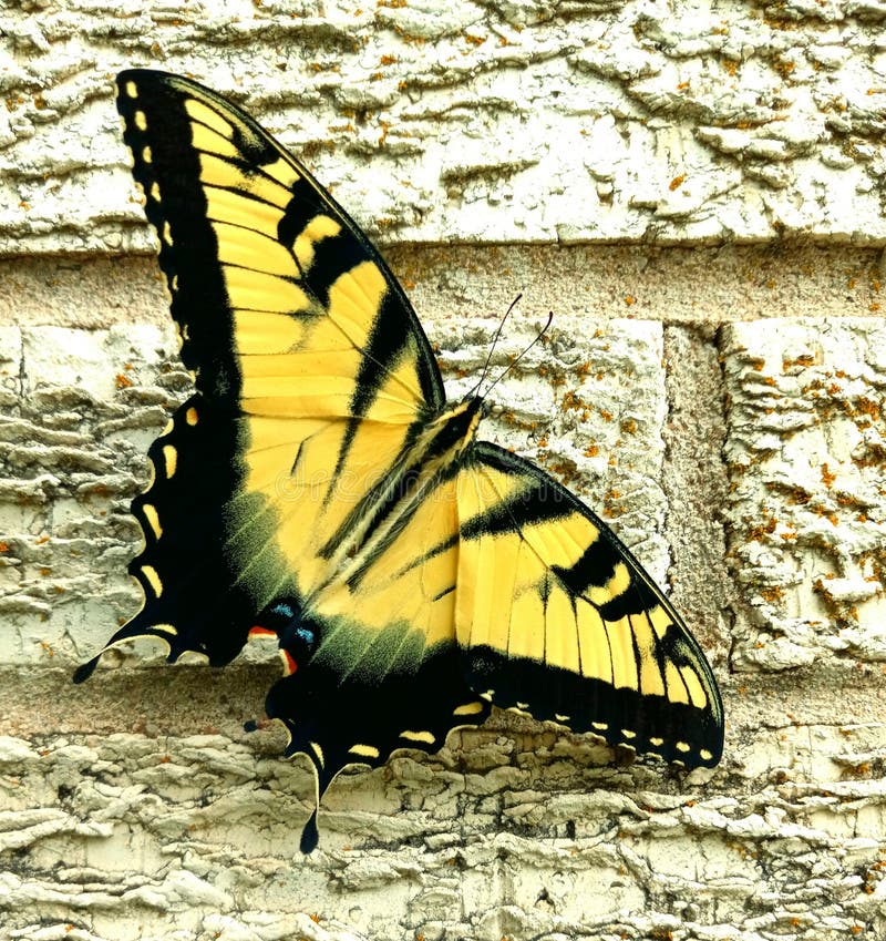 Fresh buttered fly stock photo. Image of delicate, buttered 226447584