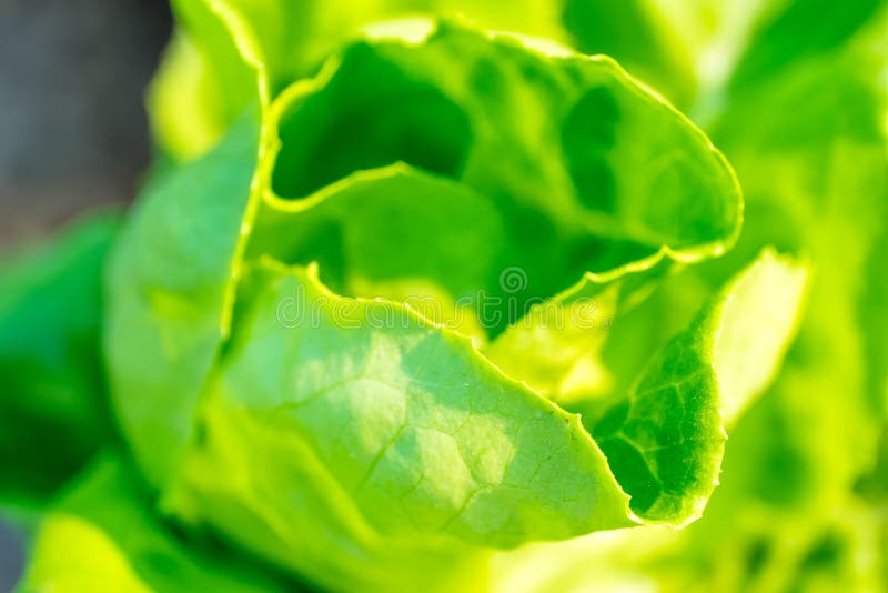 Fresh butterhead salad stock image. Image of fresh, summer 68506569