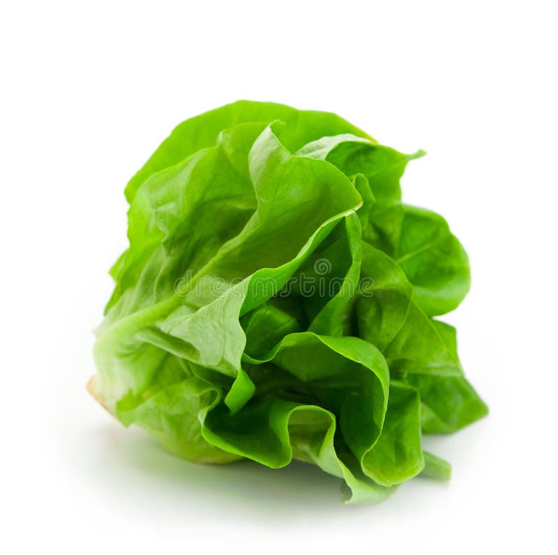 Fresh butterhead salad lettuce isolated on white