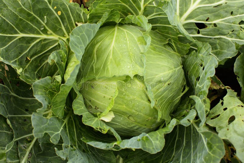 Fresh cabbage stock images Fresh cabbage stock images