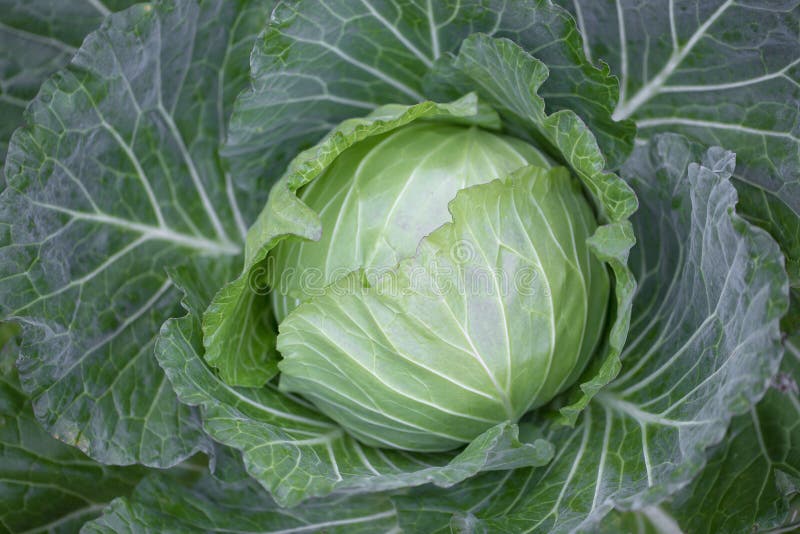 Fresh Cabbage Growing at a Farm Field. Stock Photo Image of farming