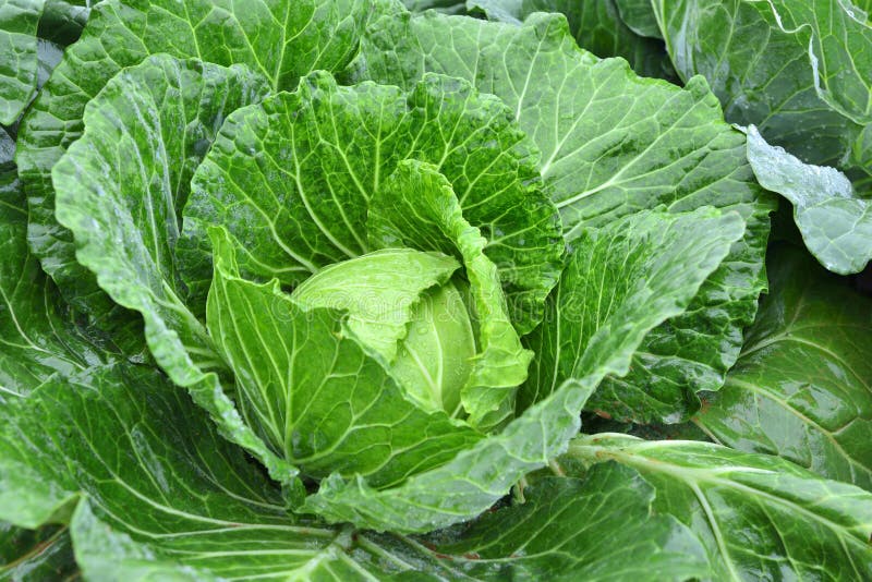 Fresh Cabbage Head with Dewdrops Stock Image Image of drink, fresh