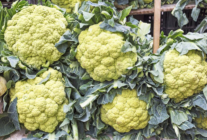 Fresh Cabbage in the Market Stock Photo Image of harvest, collection
