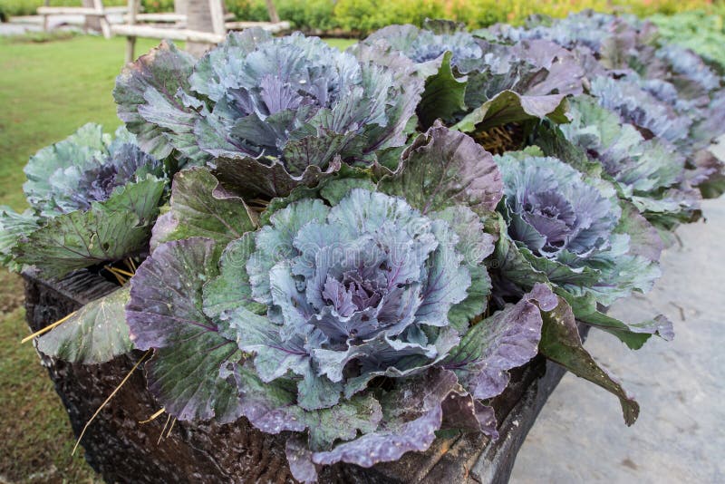 Cabbage Vegetable One Whole Stock Image Image of cabbage, herbaceous