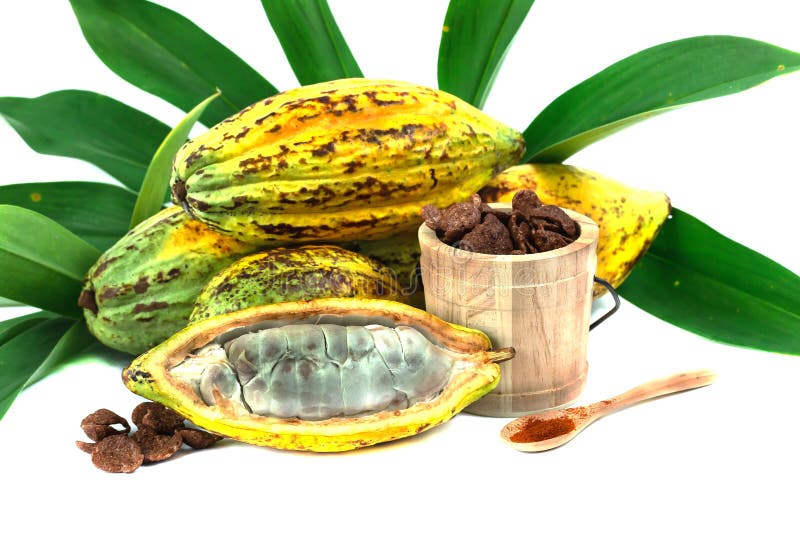 Fresh cacao fruit stock image. Image of cocoa, chocolate 133836561