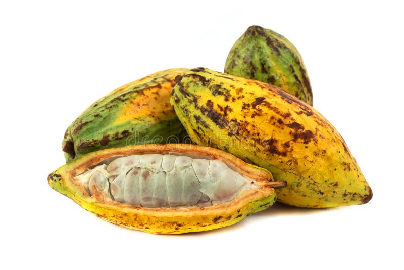 Fresh cacao fruit stock photo. Image of cacao, chocolate 152029522