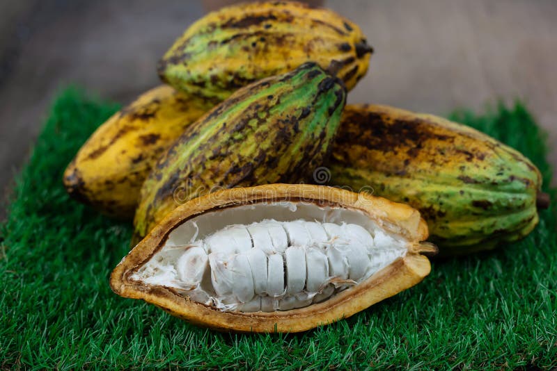 Fresh cacao fruit stock image. Image of bitter, food 133836347