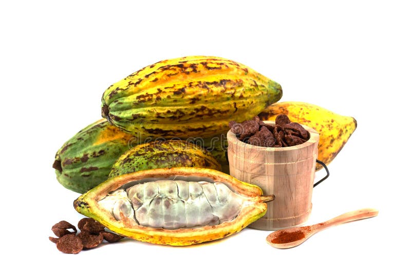 Fresh cacao fruit stock image. Image of sweets, products 133836575