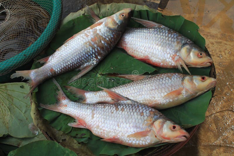 Fresh Cambodian Fish Market Stock Photo Image of lake, seafood 29290418