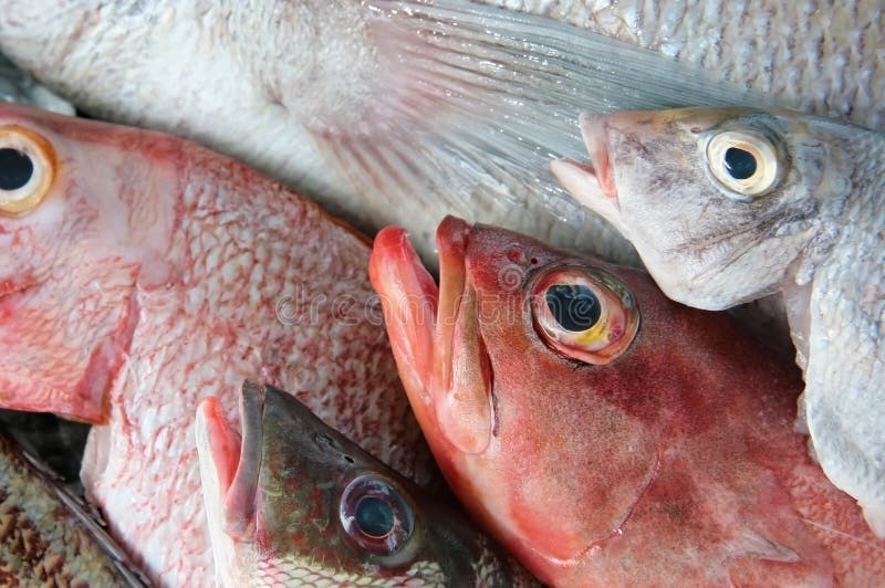 Fresh Carcasses Of Marine Fish Before Cooking Stock Photo - Image of ...